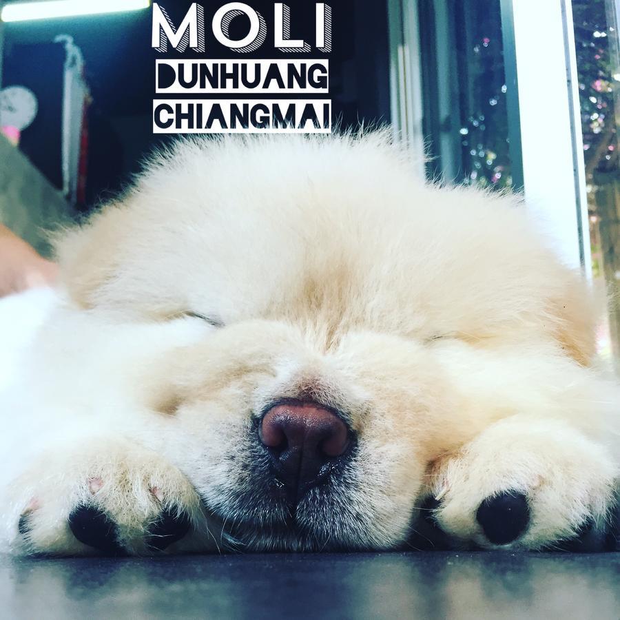 Chiangmai Moli Inn (Adults Only) เชียงใหม่ ภายนอก รูปภาพ
