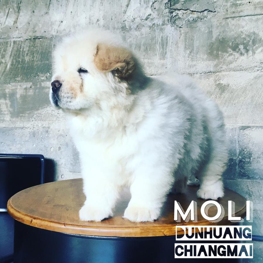 Chiangmai Moli Inn (Adults Only) เชียงใหม่ ภายนอก รูปภาพ