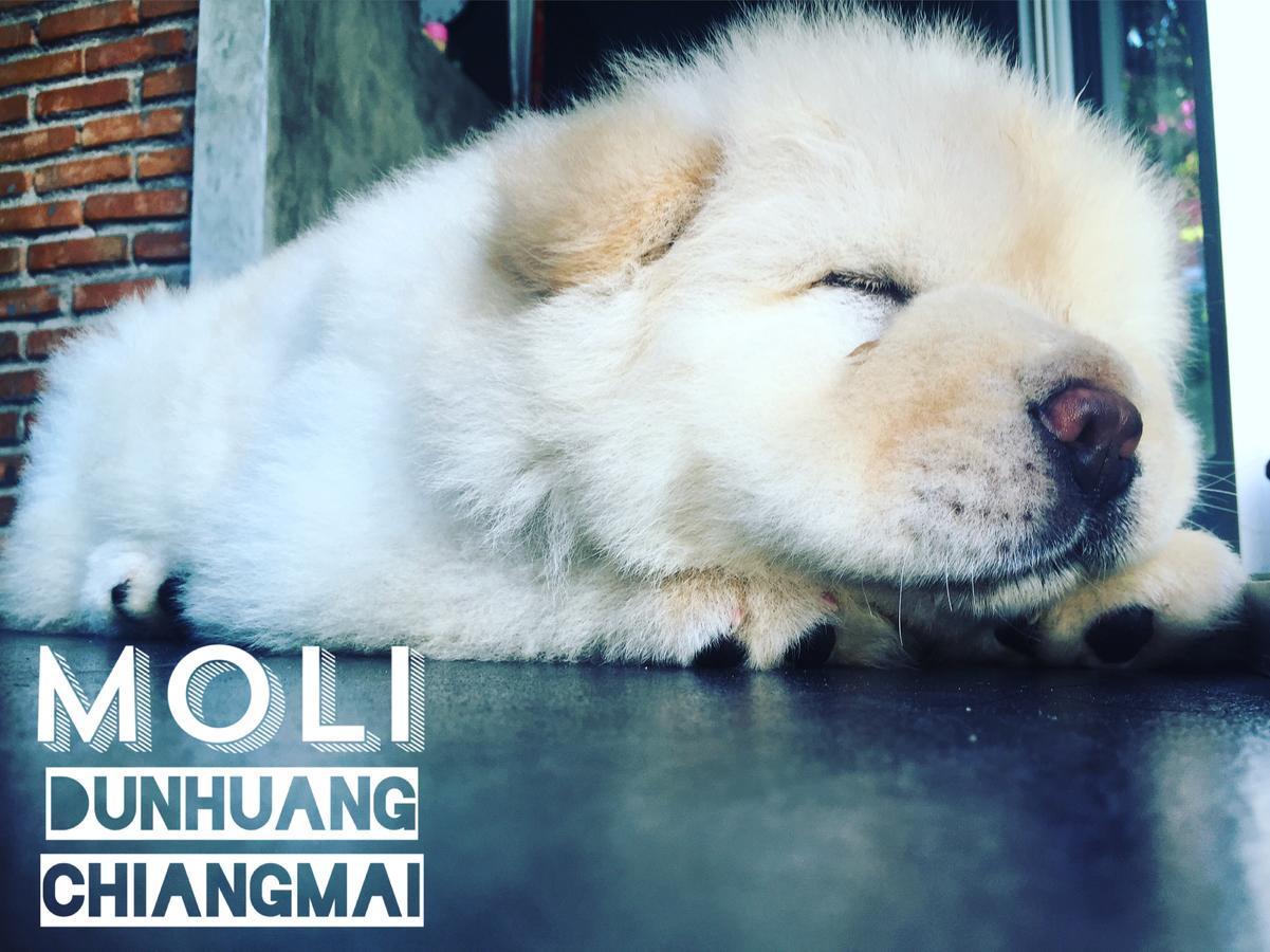 Chiangmai Moli Inn (Adults Only) เชียงใหม่ ภายนอก รูปภาพ